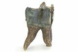 Fossil Woolly Rhino (Coelodonta) Tooth - Siberia #350946-1